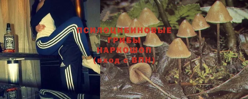 Галлюциногенные грибы MAGIC MUSHROOMS  Болхов 